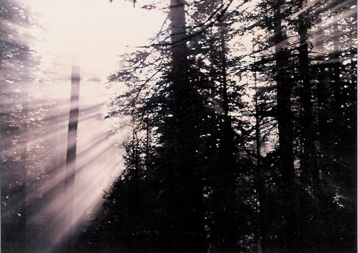 Sunlight Forest Photo